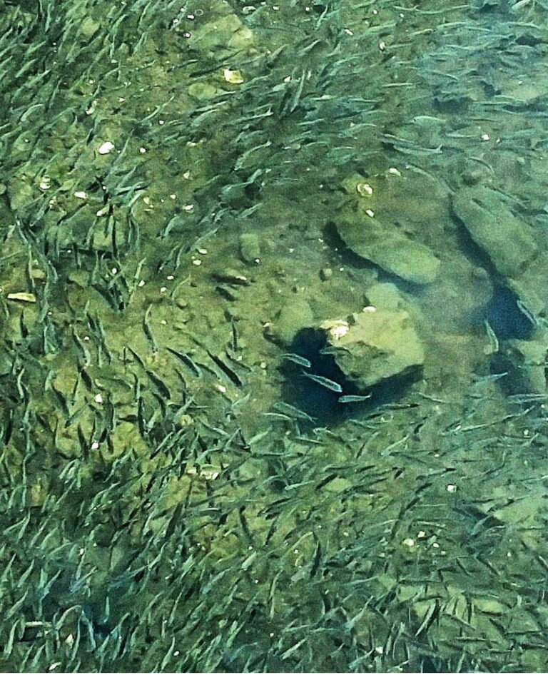 "Lil” Fish on the Milford River as you enter Long Island Sound.